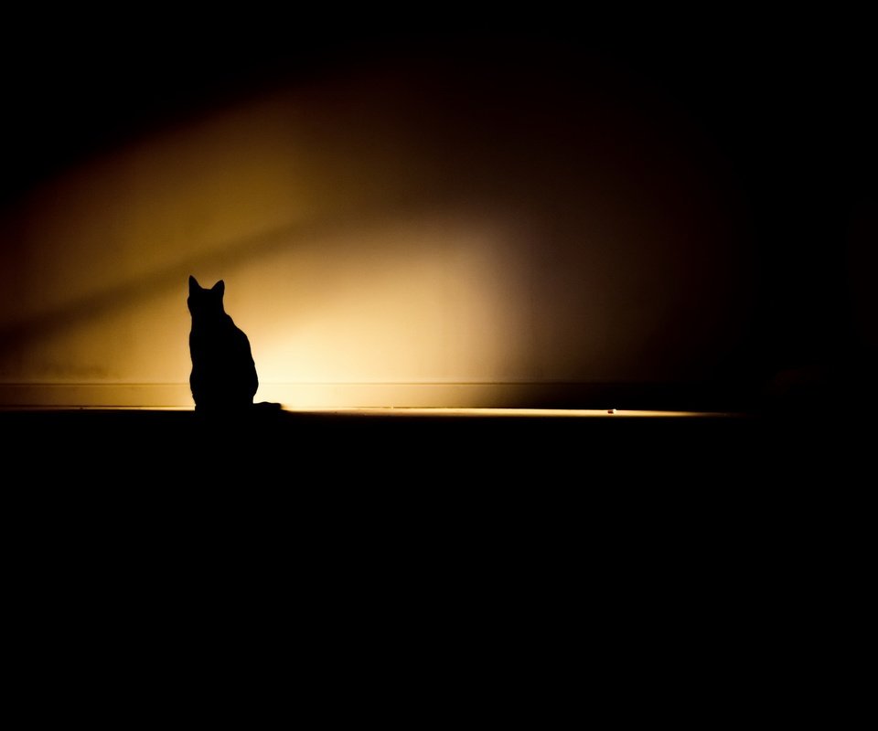 Обои свет, кошка, тень, комната, light, cat, shadow, room разрешение 2048x1365 Загрузить