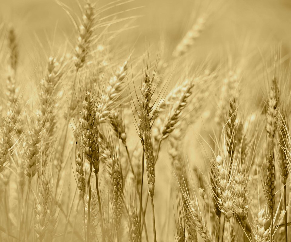 Обои поле, лето, колосья, урожай, рожь, field, summer, ears, harvest, rye разрешение 2048x1367 Загрузить