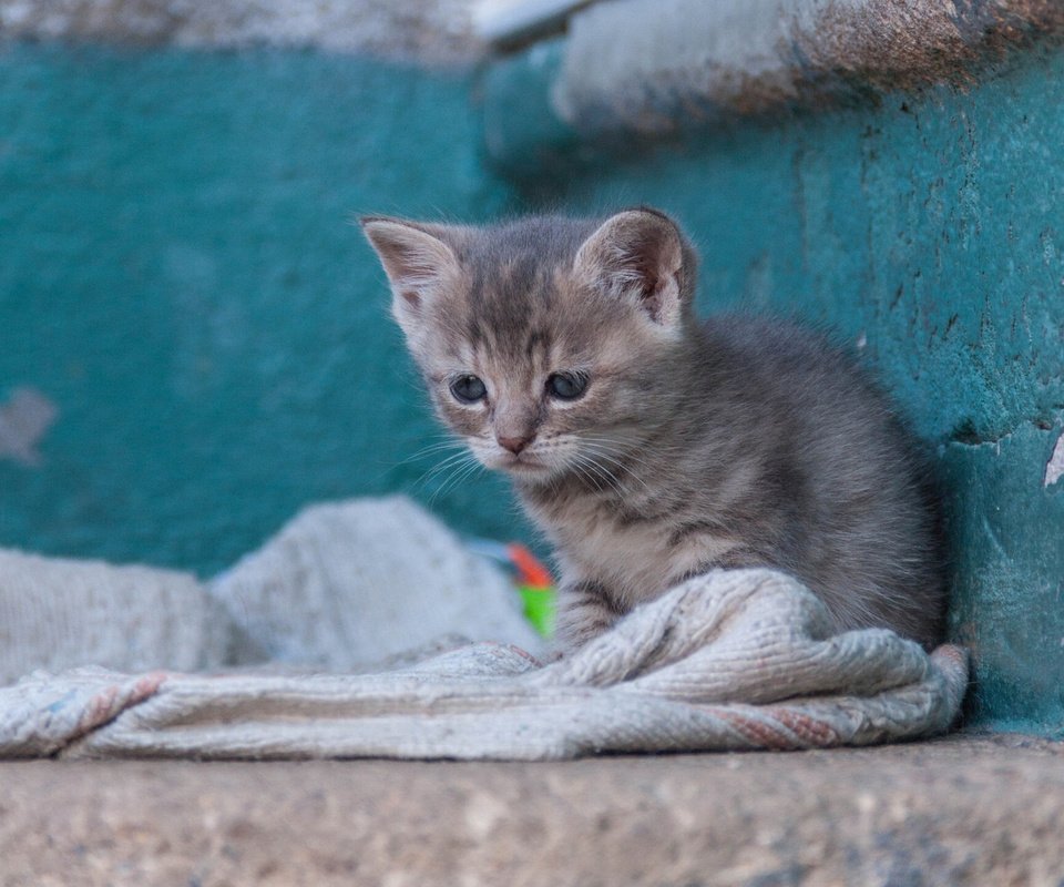 Обои кошка, котенок, малыш, бездомный, cat, kitty, baby, homeless разрешение 1920x1441 Загрузить