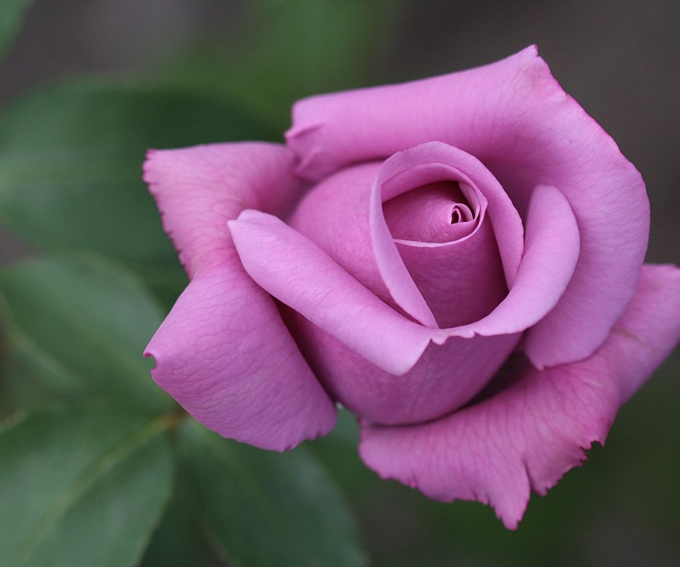 Обои макро, роза, бутон, лиловая, macro, rose, bud, purple разрешение 2048x1365 Загрузить