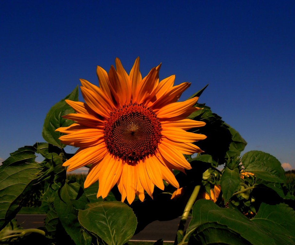 Обои небо, цветок, подсолнух, подсолнечник, the sky, flower, sunflower разрешение 4561x3416 Загрузить