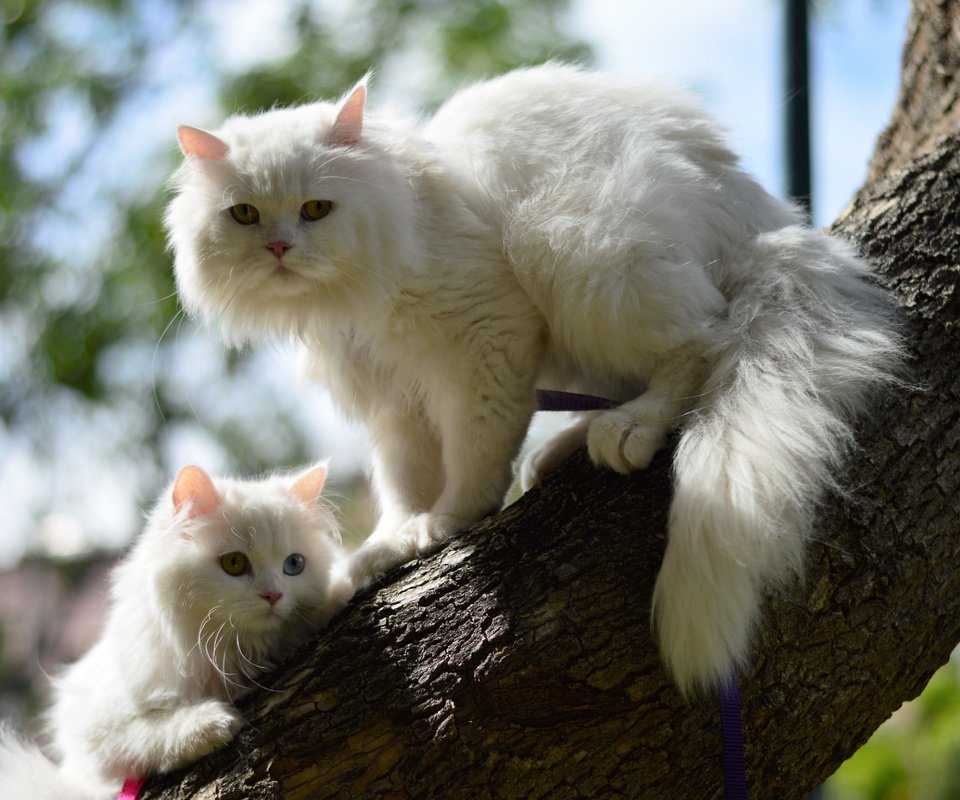 Обои дерево, кошка, котенок, кошки, tree, cat, kitty, cats разрешение 4905x3261 Загрузить