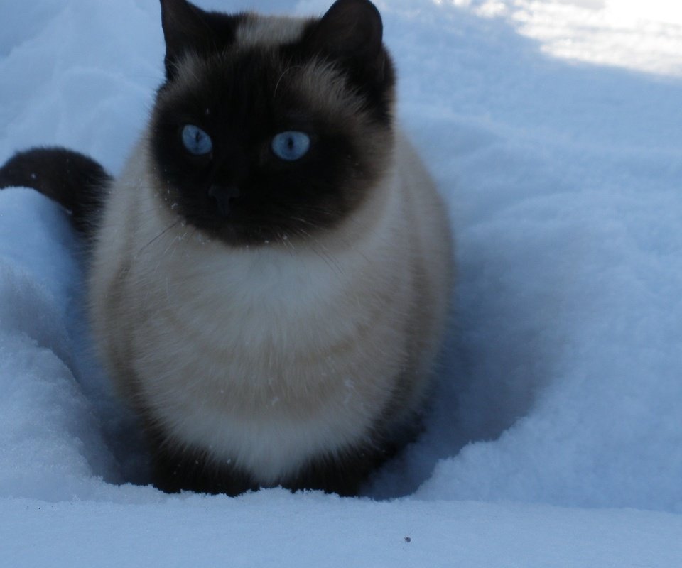 Обои снег, зима, кошка, голубые глаза, snow, winter, cat, blue eyes разрешение 2560x1600 Загрузить