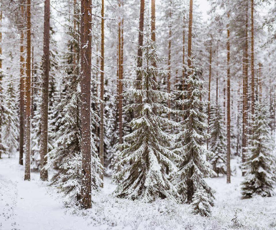 Обои деревья, снег, лес, зима, стволы, тропинка, хвойный лес, trees, snow, forest, winter, trunks, path, coniferous forest разрешение 2048x1152 Загрузить
