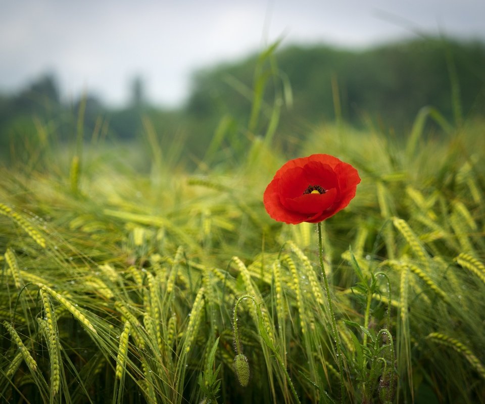 Обои трава, зелень, поле, красный, мак, весна, краcный, poppy, весенние, грин, green, grass, greens, field, red, mac, spring разрешение 2880x2160 Загрузить