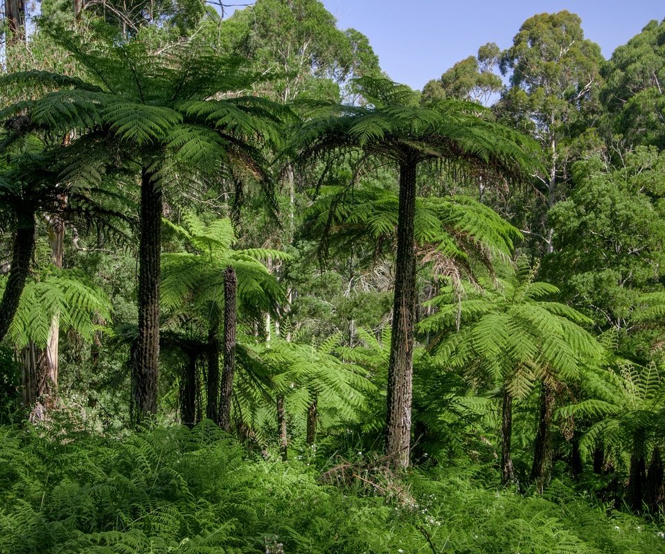 Обои трава, деревья, лес, пальмы, австралия, джунгли, dandenongs, grass, trees, forest, palm trees, australia, jungle разрешение 2880x1920 Загрузить