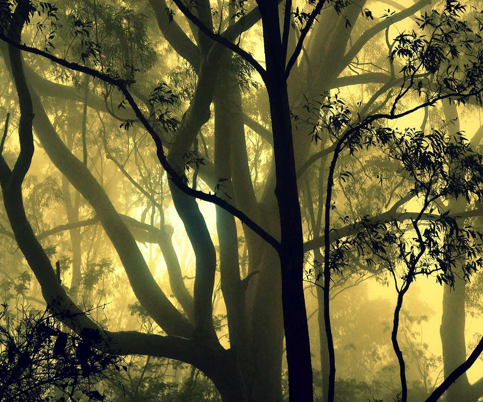 Обои деревья, лес, туман, индия, карнатака, trees, forest, fog, india, karnataka разрешение 1920x1080 Загрузить