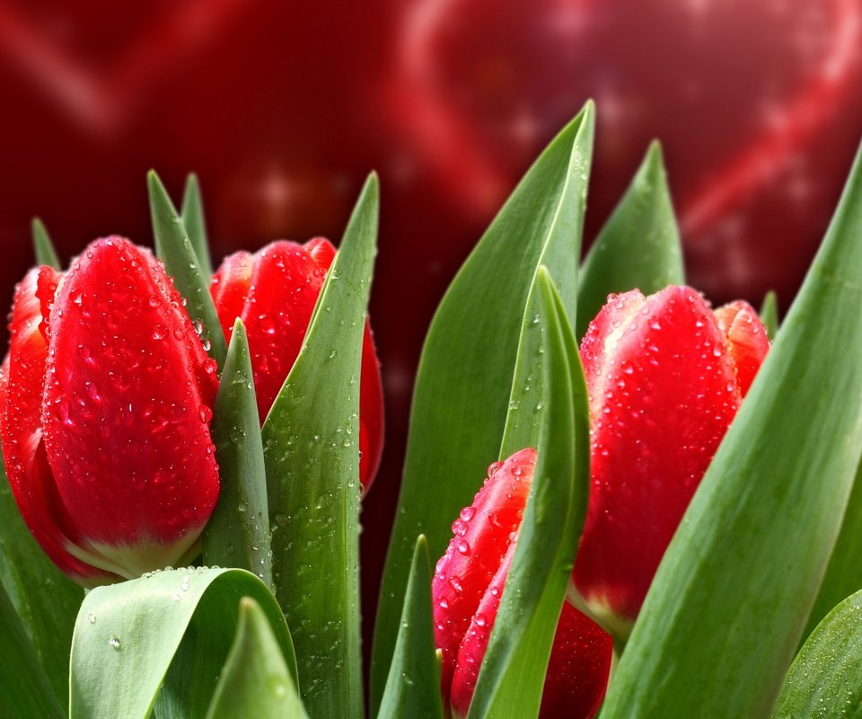 Обои цветы, капли, красные, весна, тюльпаны, flowers, drops, red, spring, tulips разрешение 2560x1920 Загрузить