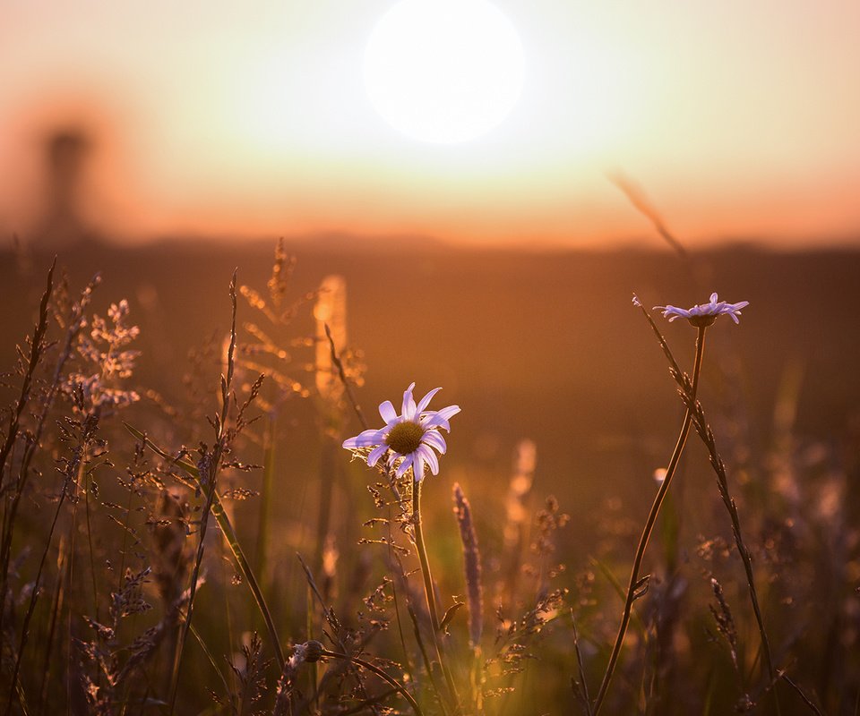 Обои свет, цветы, ромашка, light, flowers, daisy разрешение 1920x1080 Загрузить