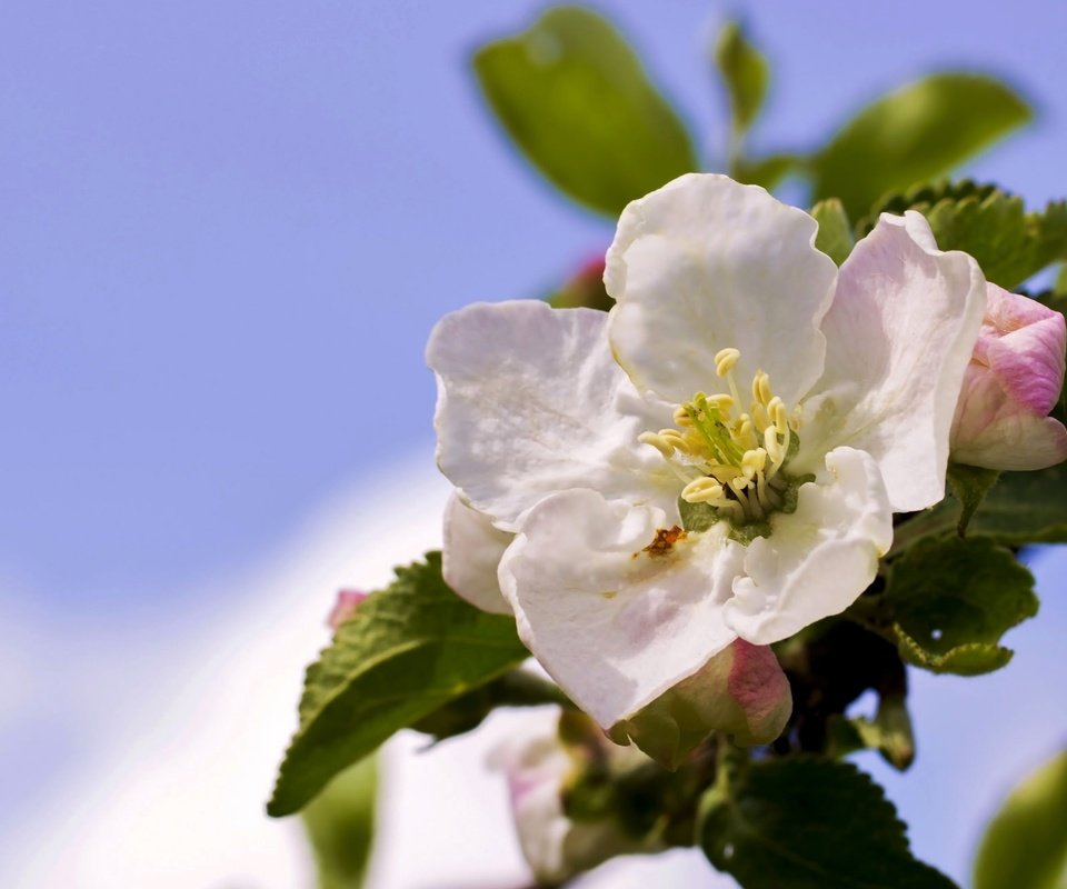 Обои небо, цветы, ветка, дерево, цветение, весна, яблоня, the sky, flowers, branch, tree, flowering, spring, apple разрешение 2045x1301 Загрузить