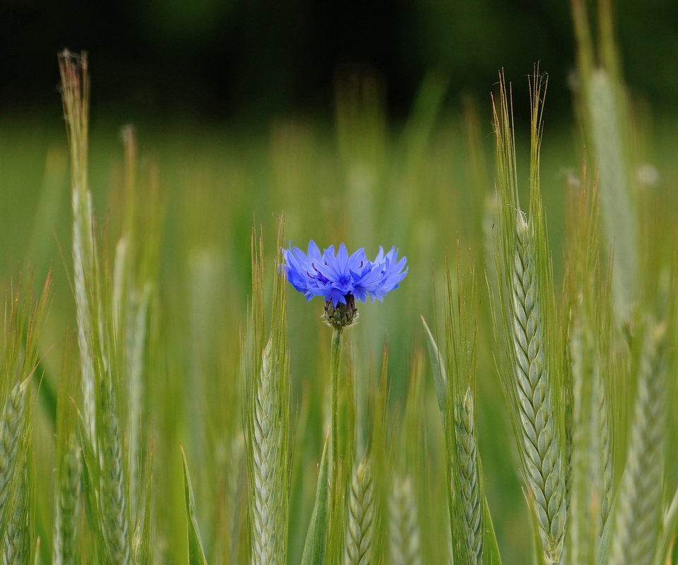 Обои синий, цветок, поле, колосья, пшеница, василек, blue, flower, field, ears, wheat, cornflower разрешение 2048x1361 Загрузить