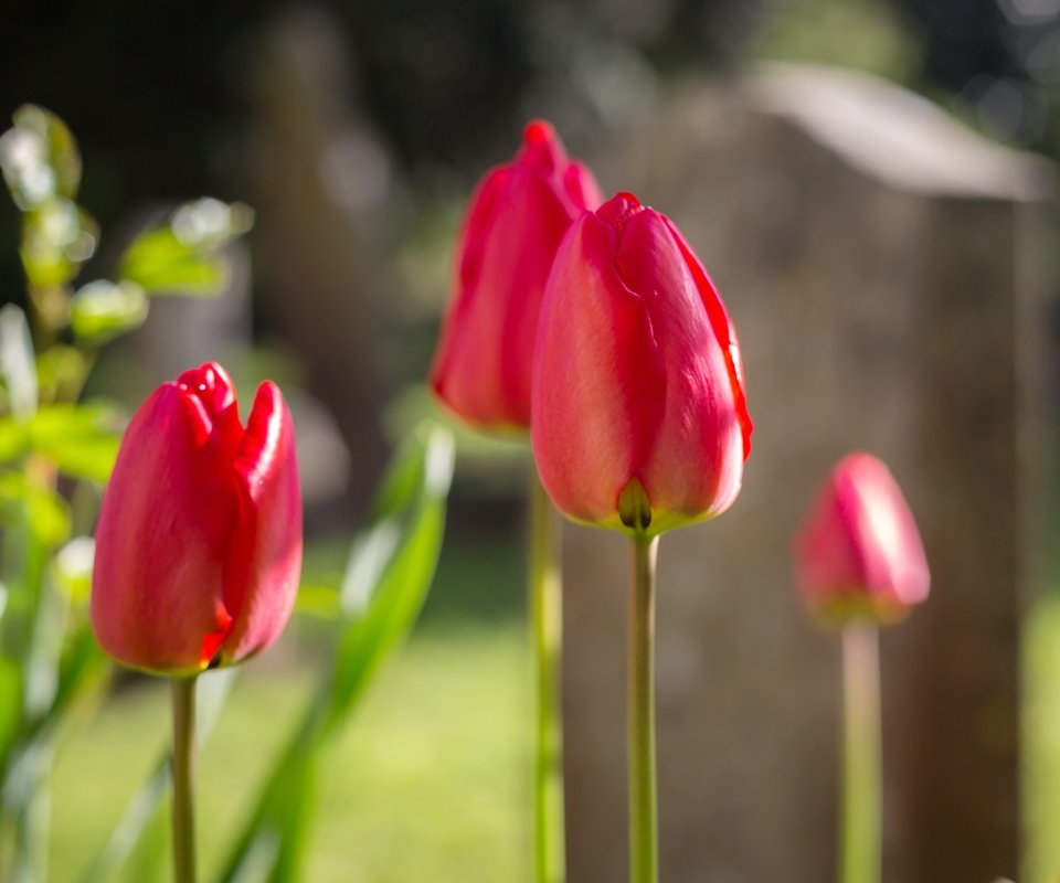 Обои цветы, фон, тюльпаны, flowers, background, tulips разрешение 5340x3560 Загрузить