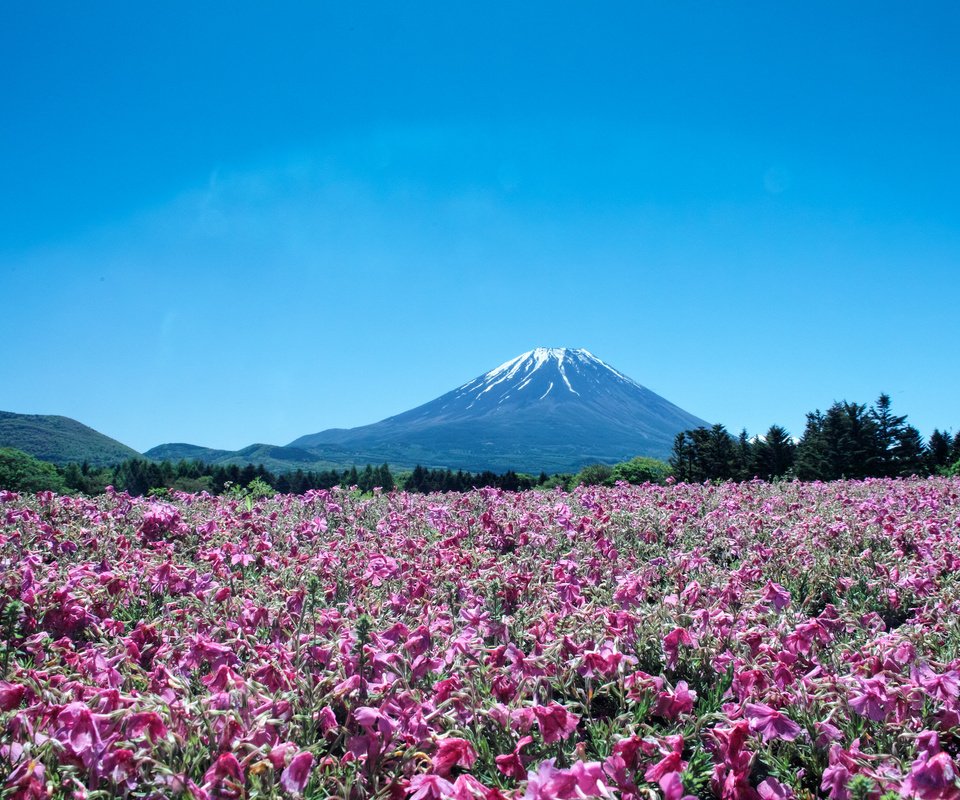 Обои цветы, пейзаж, гора, япония, вулкан, фуджи, flowers, landscape, mountain, japan, the volcano, fuji разрешение 2048x1365 Загрузить