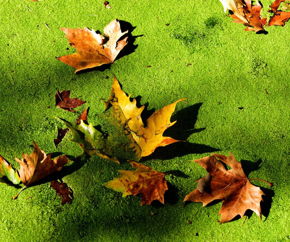 Обои болото, листья, макро, осень, тина, swamp, leaves, macro, autumn, tina разрешение 2048x1369 Загрузить