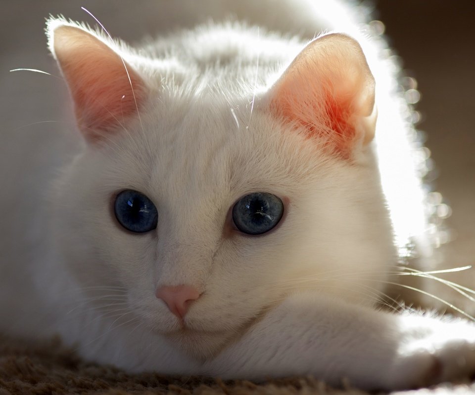 Обои кот, усы, кошка, белая кошка, cat, mustache, white cat разрешение 3000x2000 Загрузить
