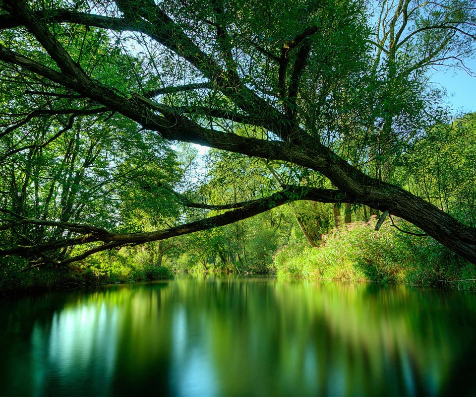 Обои река, дерево, зелень, лето, river, tree, greens, summer разрешение 1920x1080 Загрузить