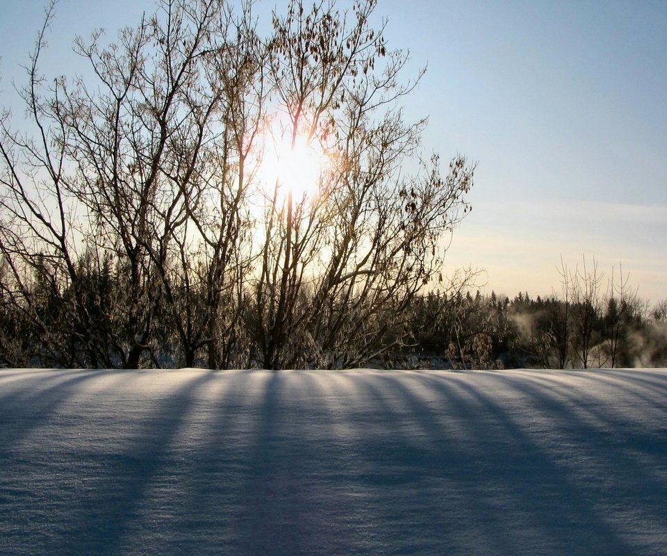 Обои солнце, снег, природа, зима, утро, кусты, the sun, snow, nature, winter, morning, the bushes разрешение 1920x1080 Загрузить