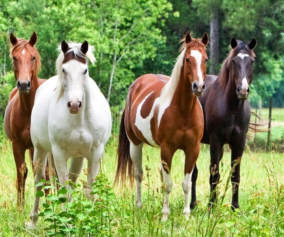 Обои лошадь, трава, лошади, кони, horse, grass, horses разрешение 1920x1200 Загрузить