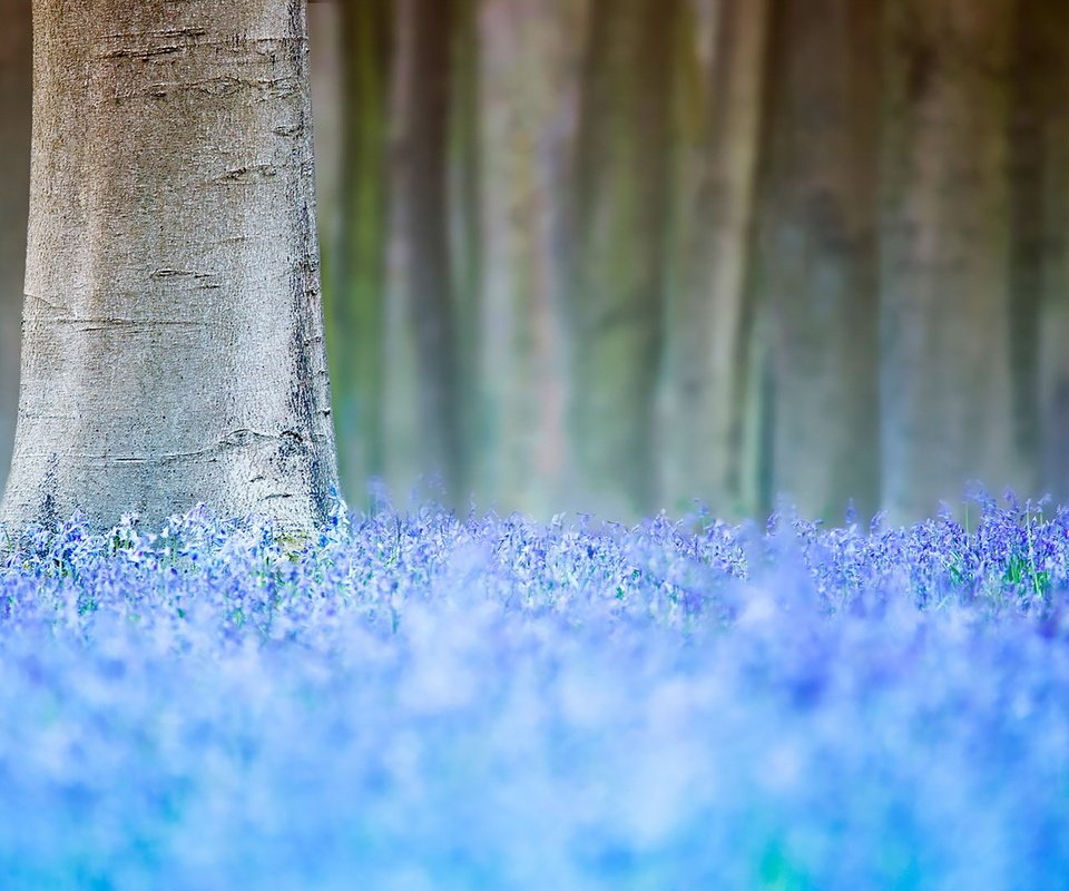 Обои цветы, дерево, весна, flowers, tree, spring разрешение 1920x1280 Загрузить