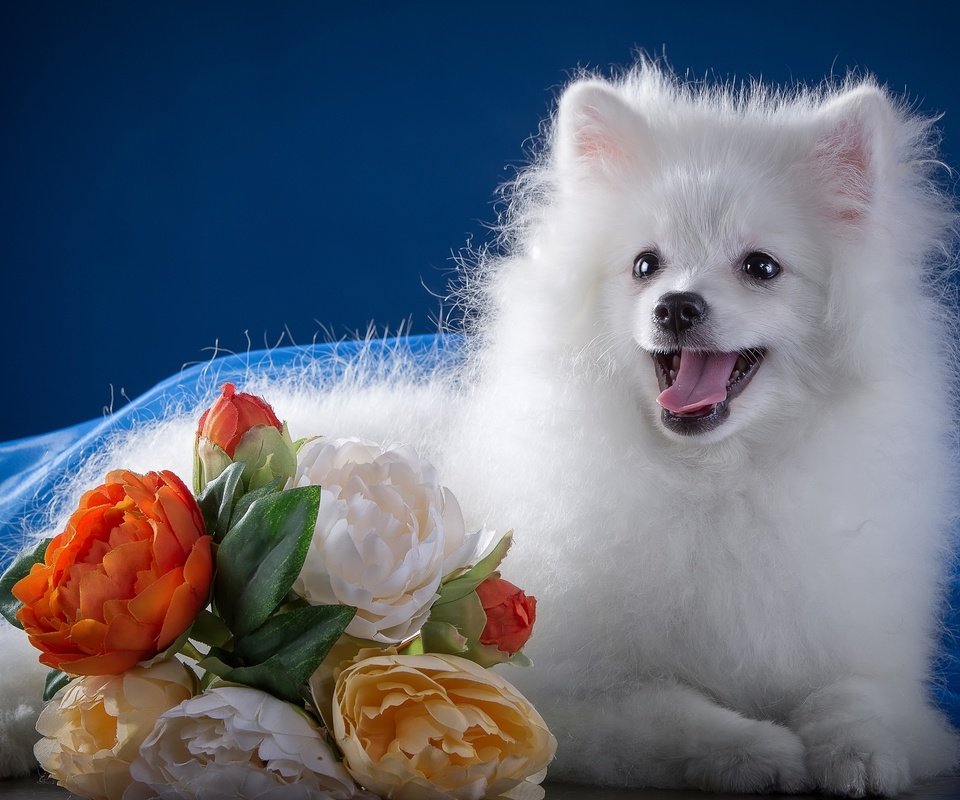 Обои цветы, белый, язык, милый, шпиц, flowers, white, language, cute, spitz разрешение 3000x2091 Загрузить