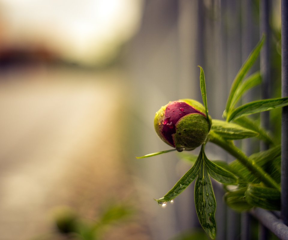 Обои фон, цветок, капли, забор, размытость, бутон, пион, background, flower, drops, the fence, blur, bud, peony разрешение 2048x1365 Загрузить