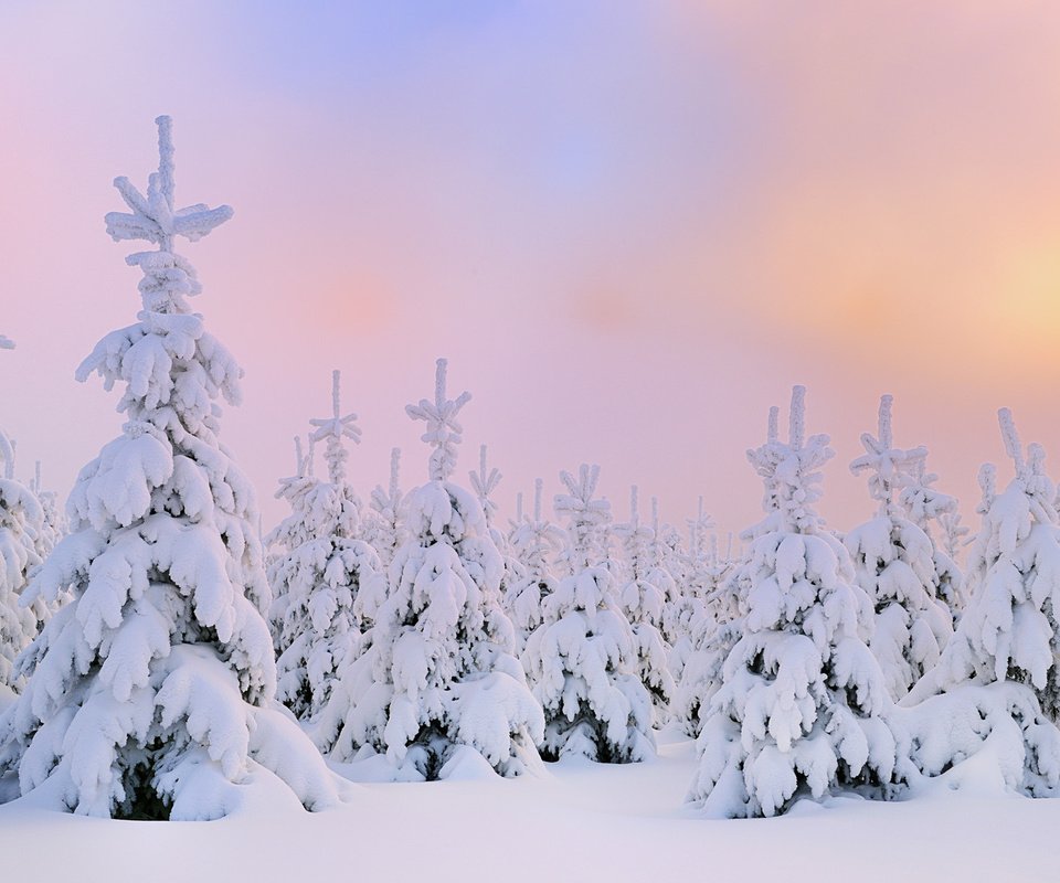 Обои снег, зима, северное сияние, сосны, сугробы, snow, winter, northern lights, pine, the snow разрешение 1920x1200 Загрузить