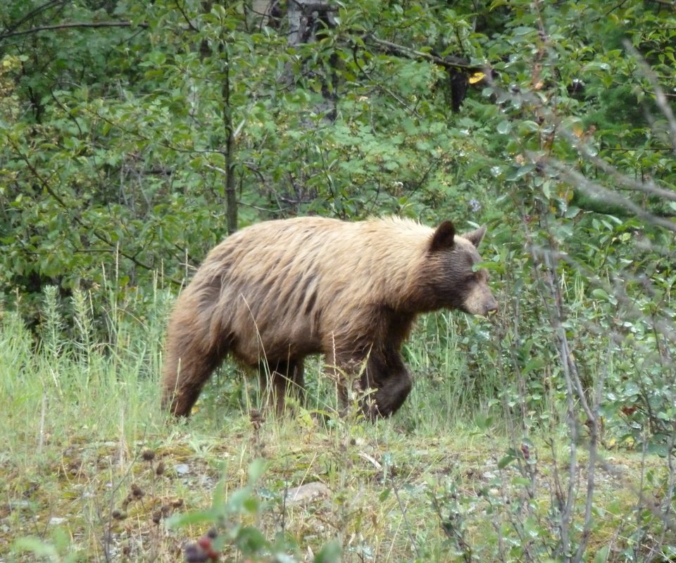 Обои канада, альберта, гризли, провинция альберта, grizzly bear, waterton national park, медведь., уотертон, национальный парк уотертон, canada, albert, grizzly, alberta, bear., waterton, national park waterton разрешение 4000x3000 Загрузить