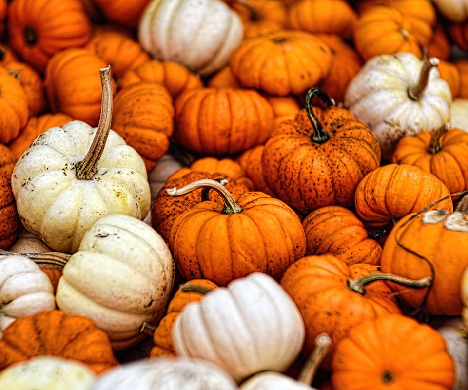 Обои осень, урожай, овощи, тыквы, тыква, опадают, осен, gourds, autumn, harvest, vegetables, pumpkin, fall разрешение 7360x4906 Загрузить