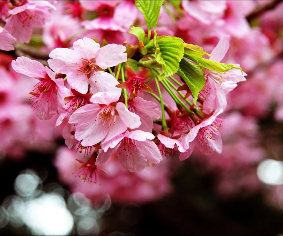 Обои цветение, макро, весна, сакура, blossom, весенние, flowering trees, flowering, macro, spring, sakura разрешение 2880x1828 Загрузить