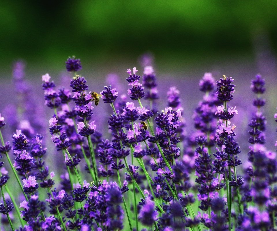 Обои цветы, поле, лаванда, пчелы, flowers, field, lavender, bees разрешение 3008x2000 Загрузить