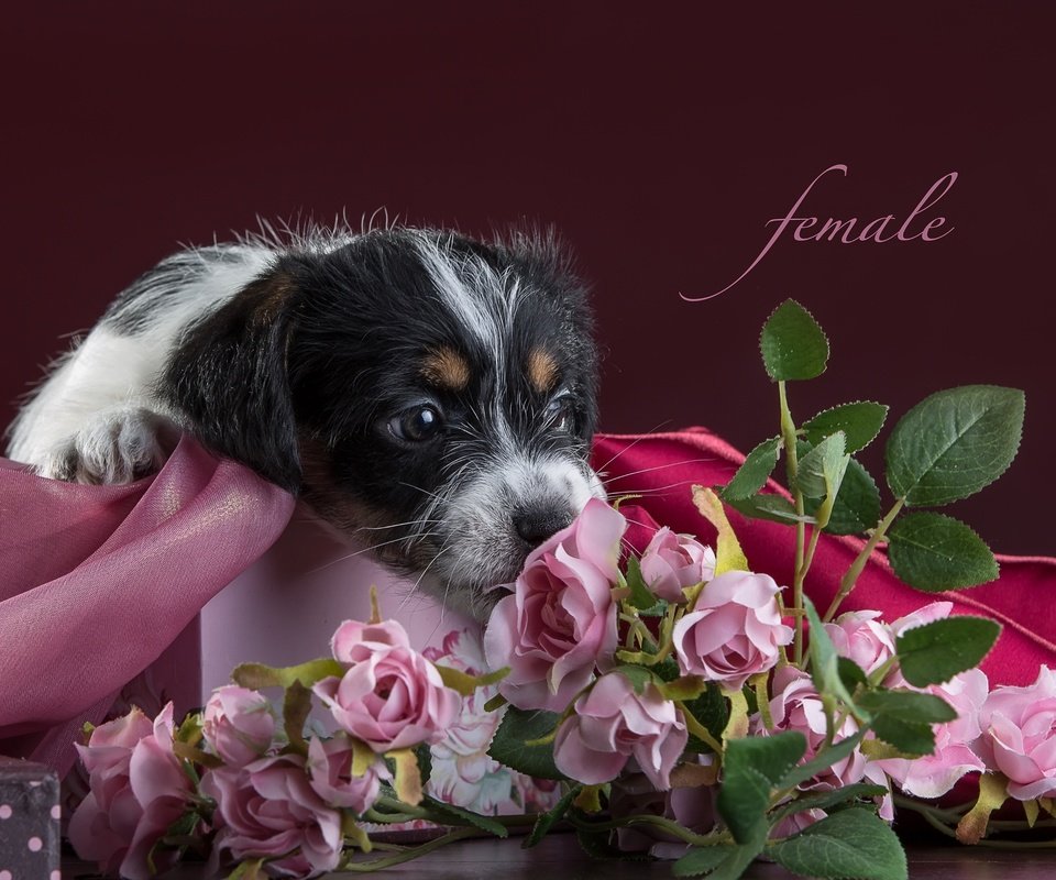 Обои цветы, розы, щенок, ткань, джек-рассел-терьер, flowers, roses, puppy, fabric, jack russell terrier разрешение 3300x2112 Загрузить