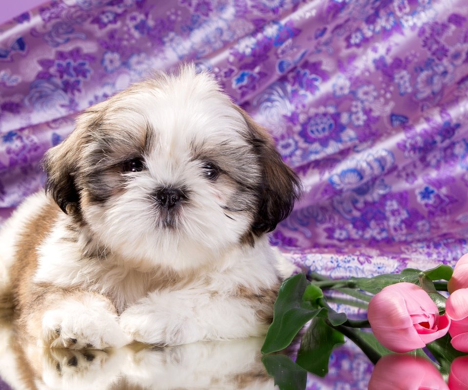 Обои цветы, щенок, ши-тцу, flowers, puppy, shih tzu разрешение 2400x1521 Загрузить