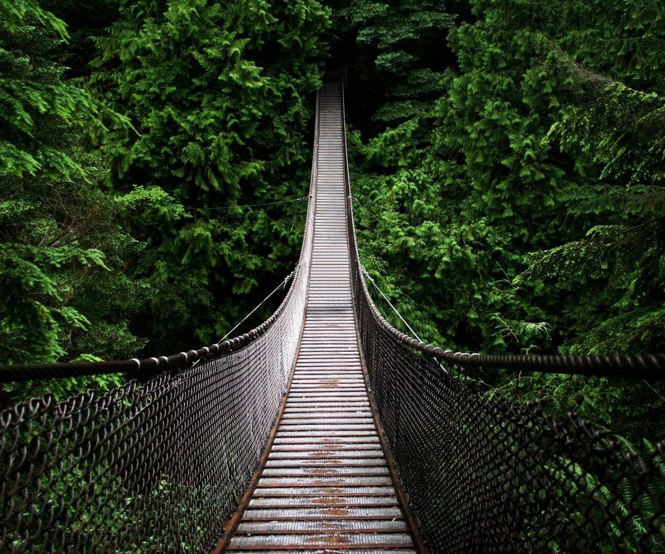 Обои деревья, природа, лес, мост, подвесной мост, trees, nature, forest, bridge, suspension bridge разрешение 2560x1440 Загрузить