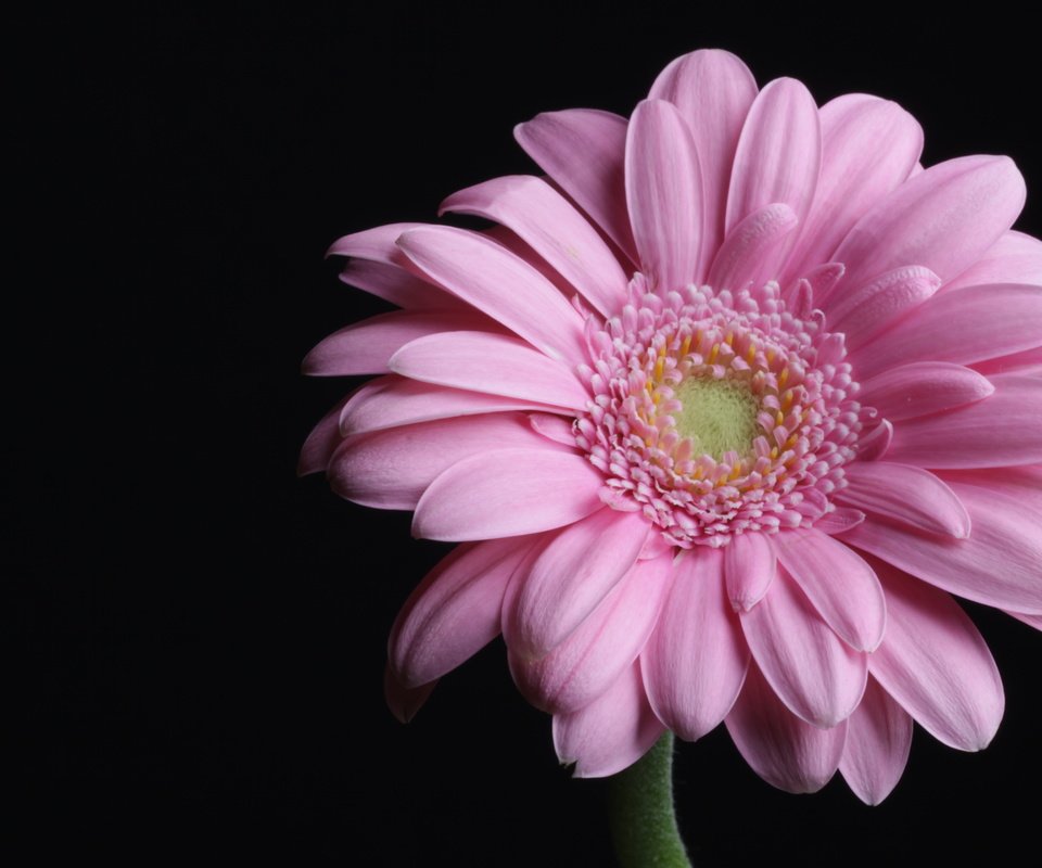 Обои макро, розовая, гербера, пинк, macro, pink, gerbera разрешение 4752x3168 Загрузить