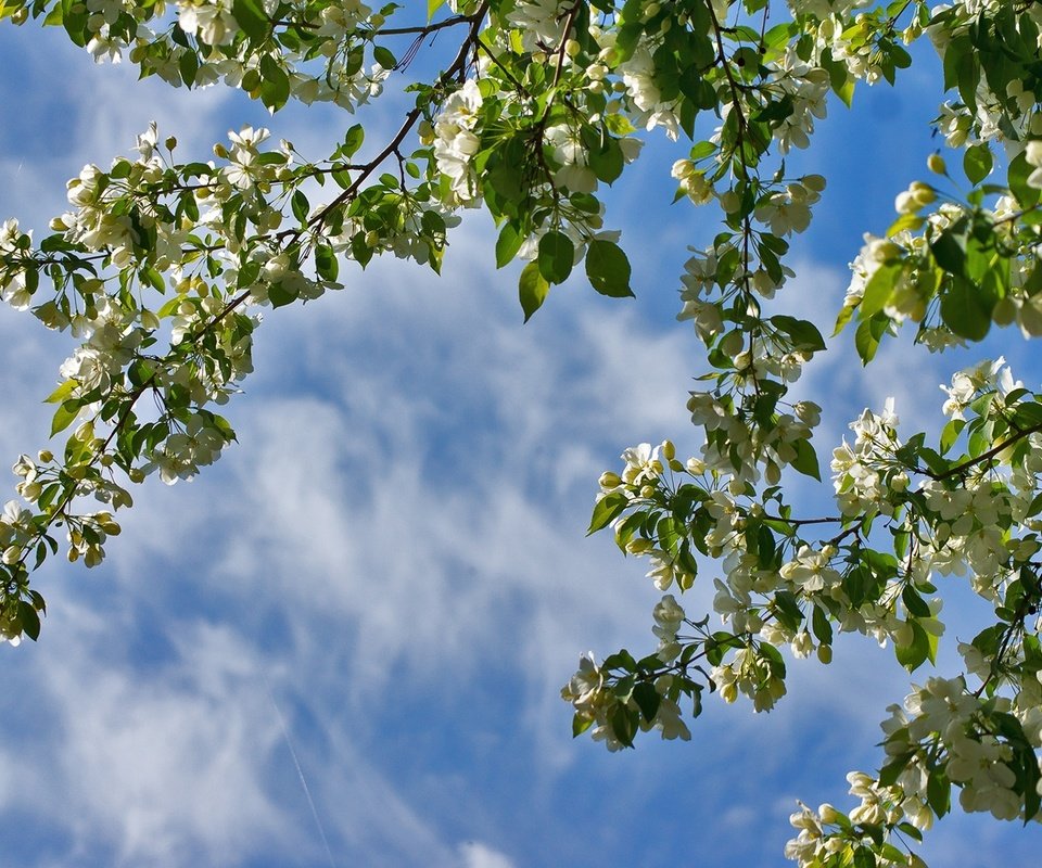 Обои небо, ветки, весна, яблоня, the sky, branches, spring, apple разрешение 1920x1278 Загрузить