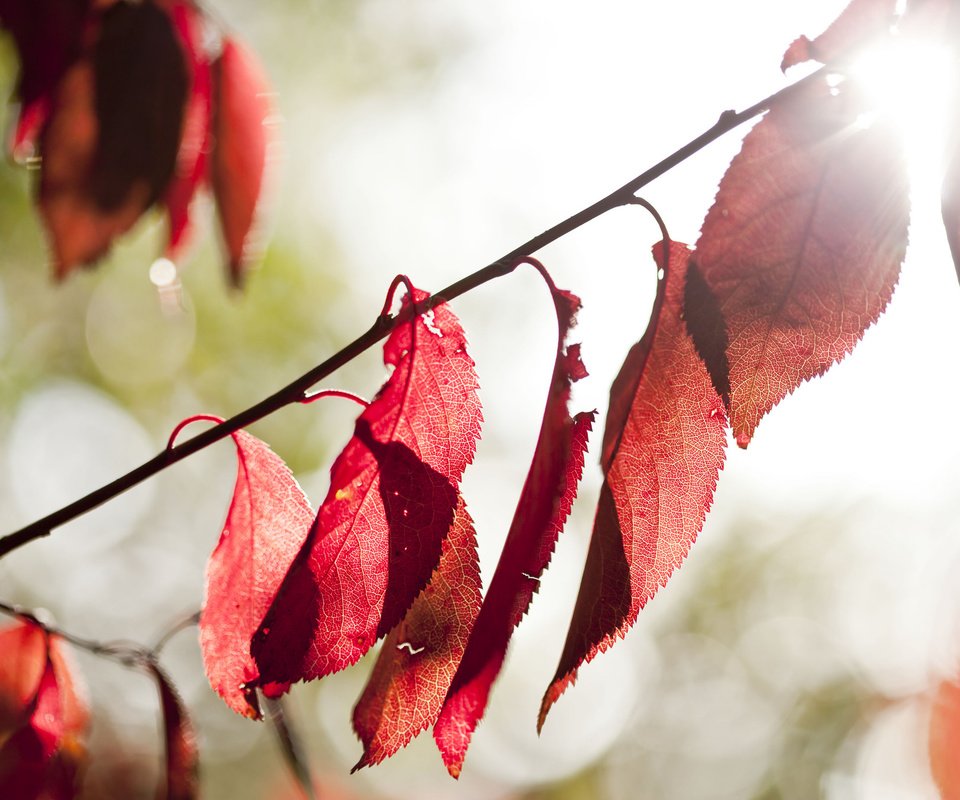 Обои свет, природа, листья, осень, light, nature, leaves, autumn разрешение 2048x1365 Загрузить