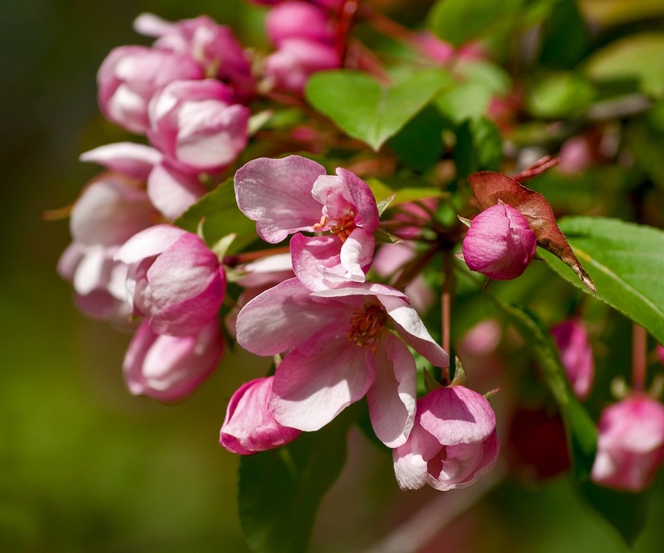 Обои ветка, макро, яблоня, branch, macro, apple разрешение 1920x1278 Загрузить