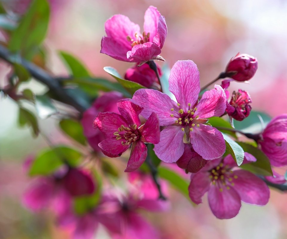 Обои ветка, макро, розовый, яблоня, branch, macro, pink, apple разрешение 2048x1367 Загрузить