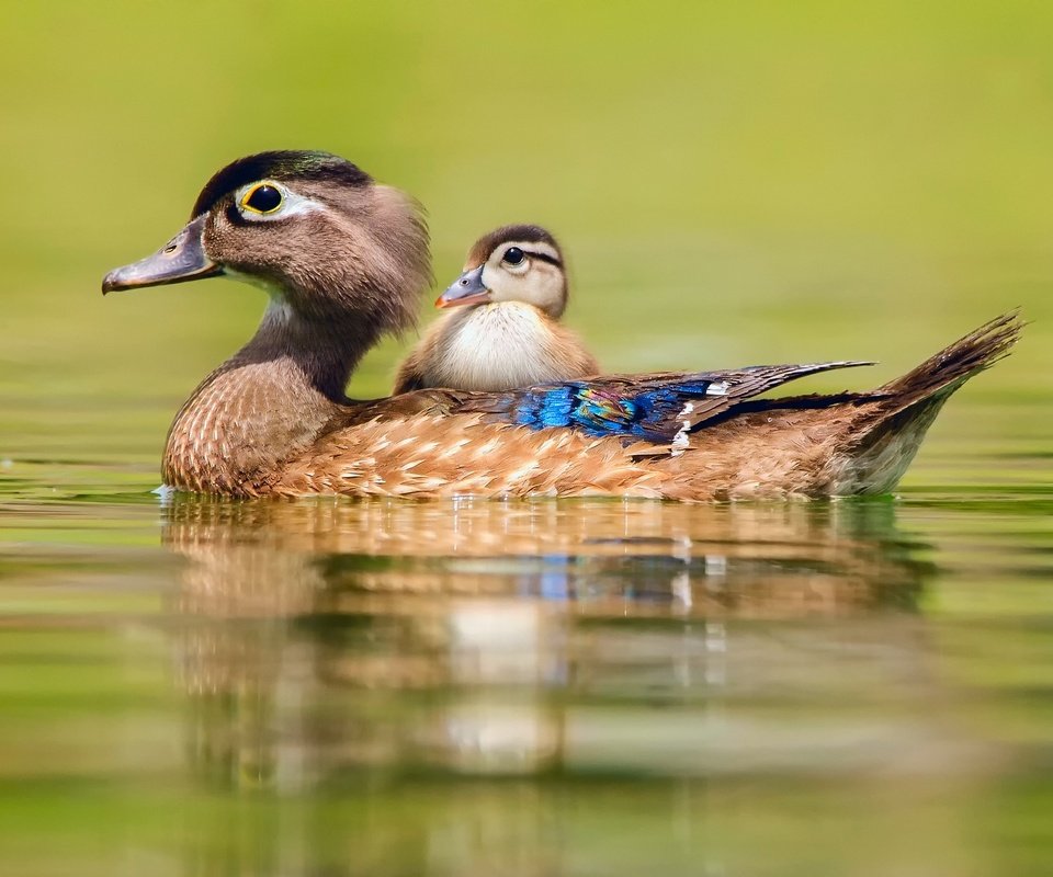 Обои вода, птицы, утки, утка, утенок, baby duck, water, birds, duck разрешение 2048x1357 Загрузить