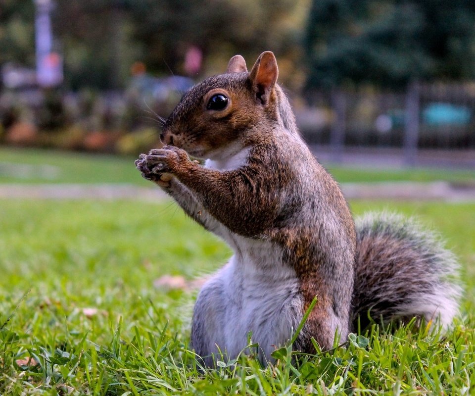 Обои белка, на траве, в парке, protein, on the grass, in the park разрешение 1920x1080 Загрузить