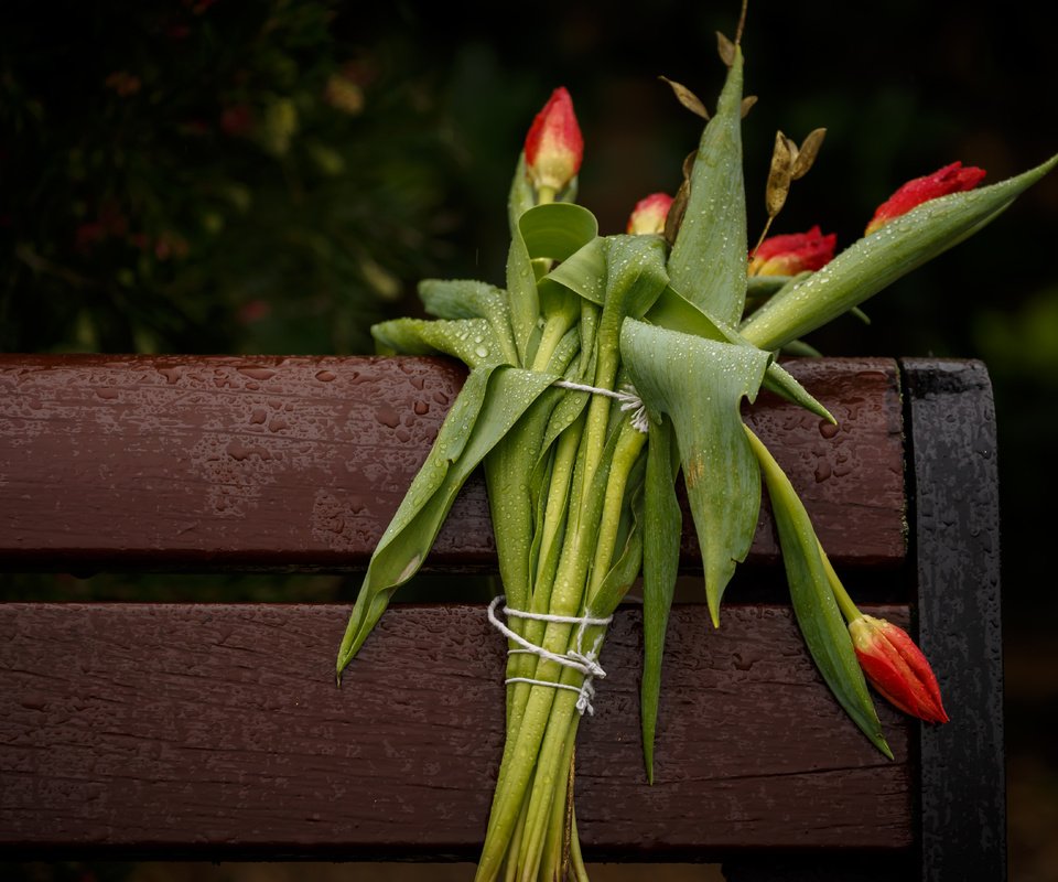 Обои цветы, фон, лепестки, скамейка, букет, тюльпаны, стебли, flowers, background, petals, bench, bouquet, tulips, stems разрешение 5516x3677 Загрузить