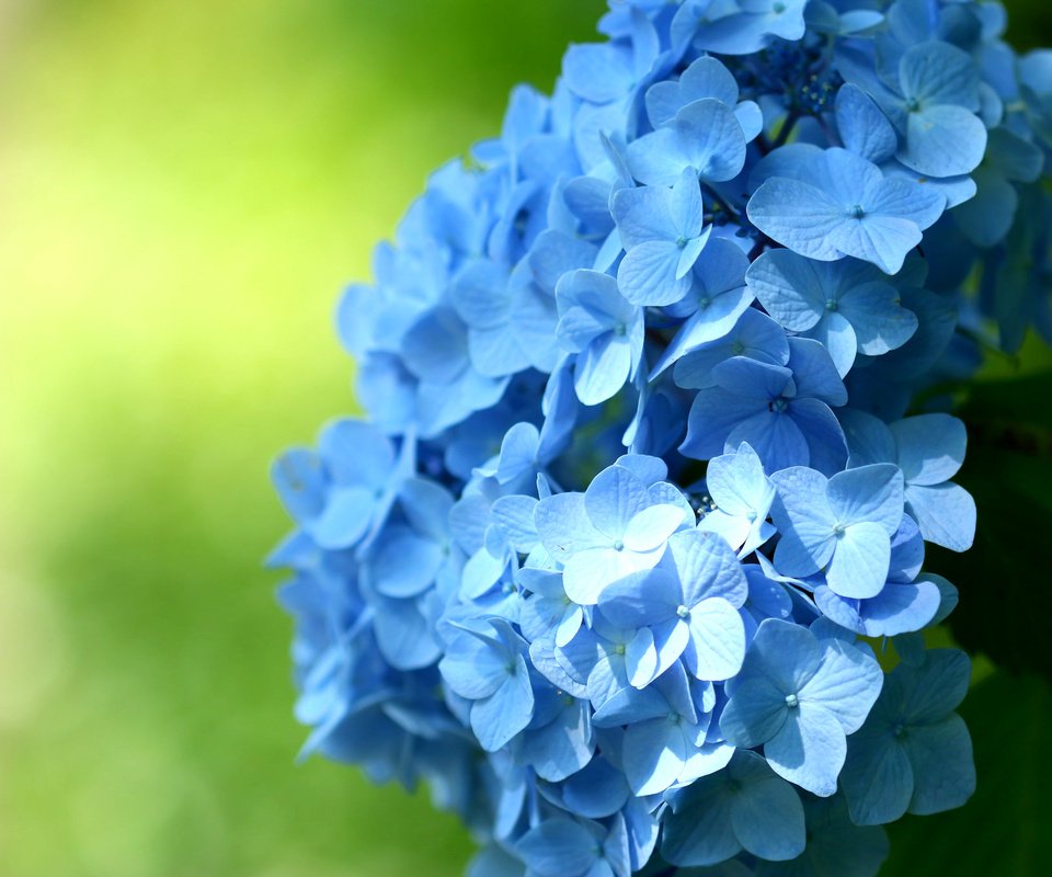 Обои цветы, макро, голубые, соцветие, гортензия, flowers, macro, blue, inflorescence, hydrangea разрешение 2048x1365 Загрузить