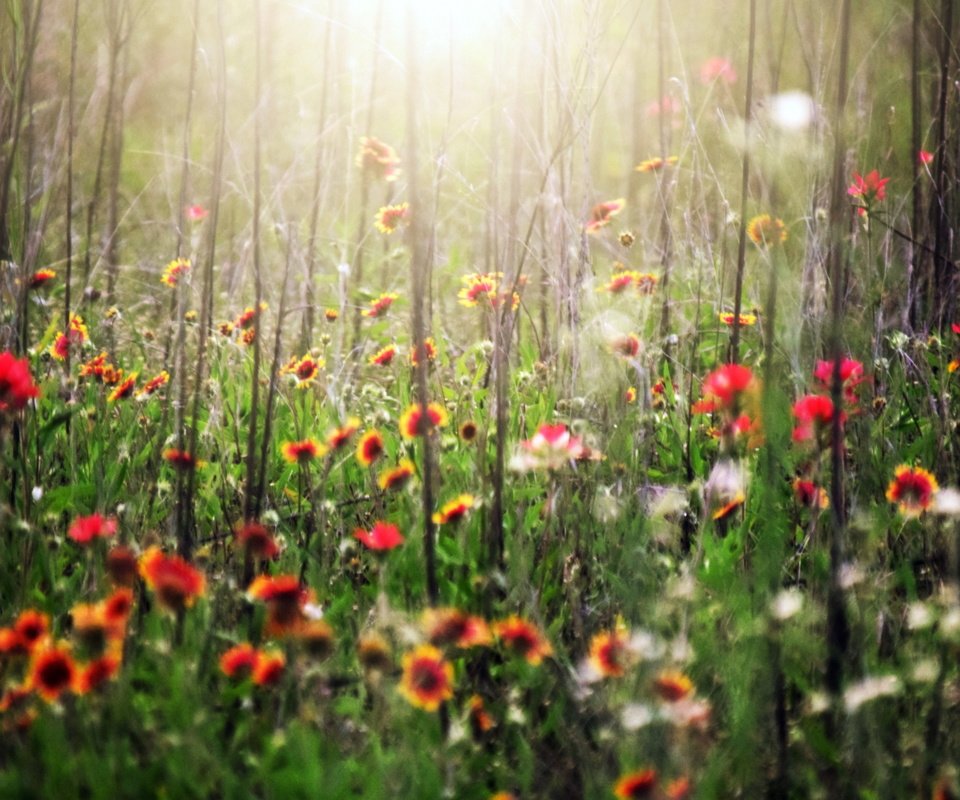 Обои цветы, трава, лето, flowers, grass, summer разрешение 2558x1575 Загрузить