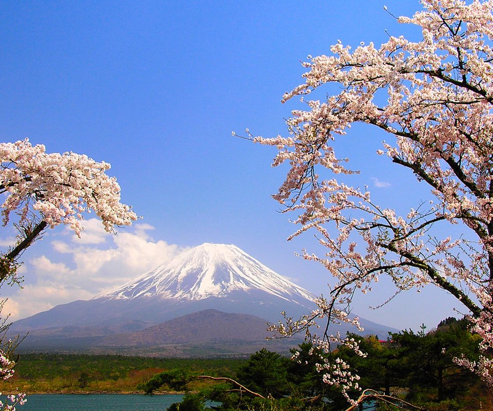 Обои деревья, озеро, гора, япония, весна, сакура, фудзияма, trees, lake, mountain, japan, spring, sakura, fuji разрешение 1920x1200 Загрузить