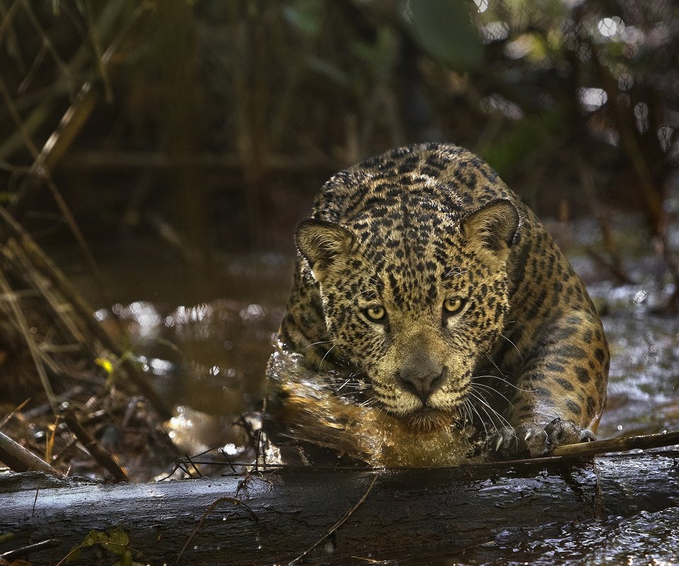 Обои глаза, морда, взгляд, хищник, ягуар, amazonia, амазония, (фильм), eyes, face, look, predator, jaguar, amazon, (film) разрешение 2048x1333 Загрузить