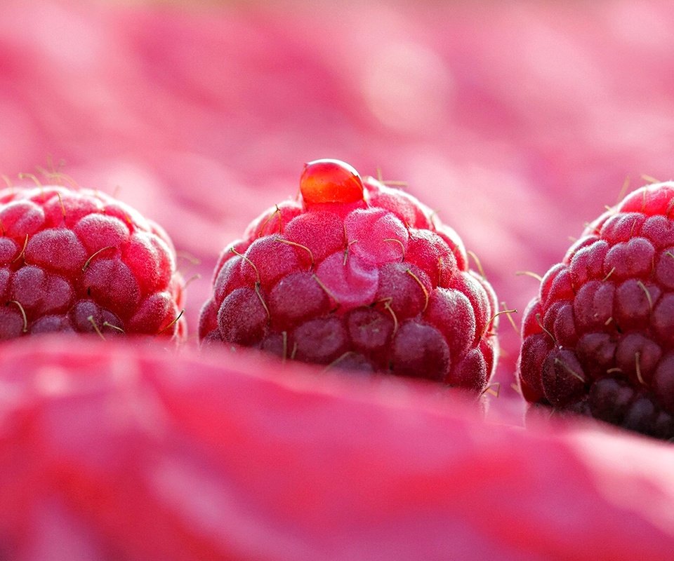 Обои макро, малина, ягоды, трио, macro, raspberry, berries, trio разрешение 2460x1080 Загрузить