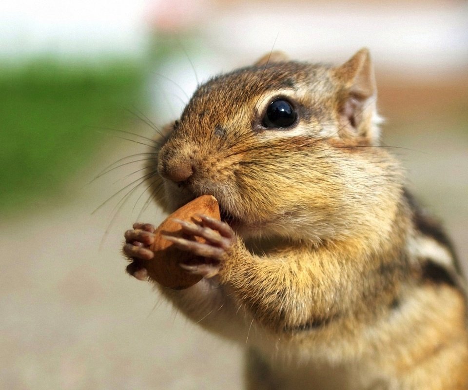 Обои орех, бурундук, ест, walnut, chipmunk, eating разрешение 1920x1200 Загрузить