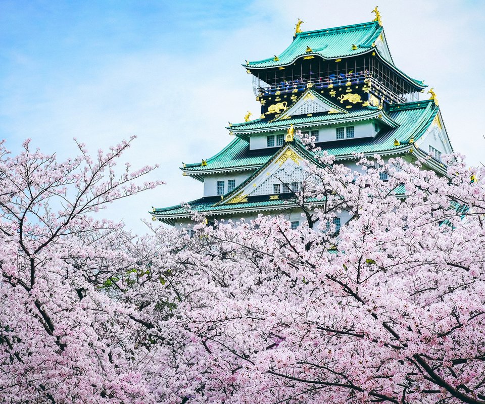 Обои замок, пагода, япония, сакура, castle, pagoda, japan, sakura разрешение 2048x1365 Загрузить