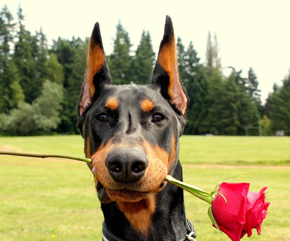 Обои роза, собака, доберман, rose, dog, doberman разрешение 2560x1600 Загрузить