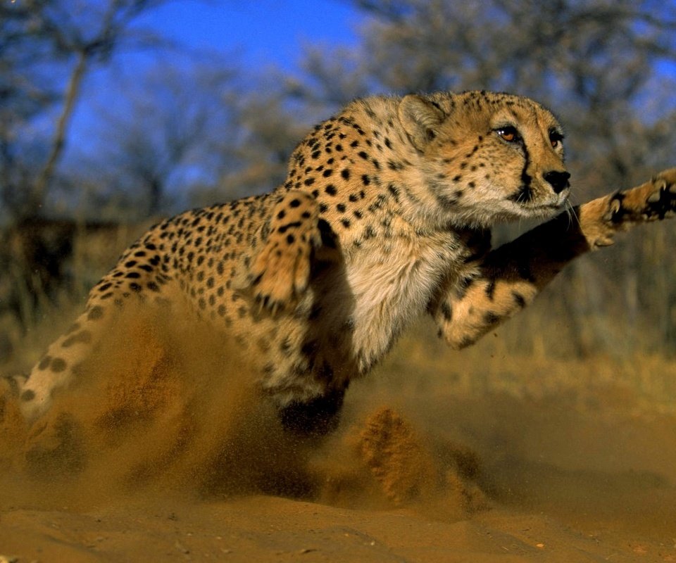 Обои песок, кошка, прыжок, пыль, гепард, дикая, sand, cat, jump, dust, cheetah, wild разрешение 1920x1080 Загрузить